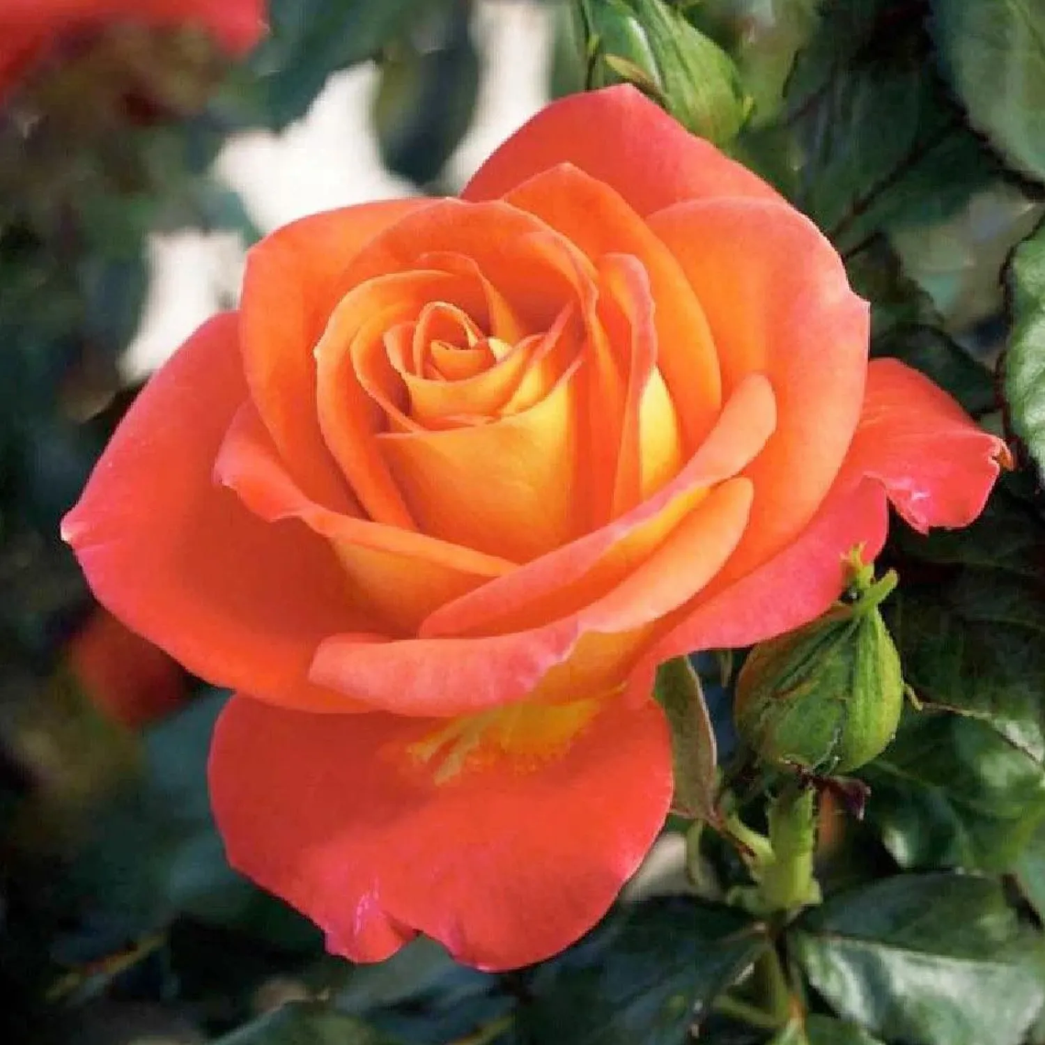 burst_of_joy___gallon_0.webp Burst Of Joy - 5 Gallon>Roger's Gardens Fashion