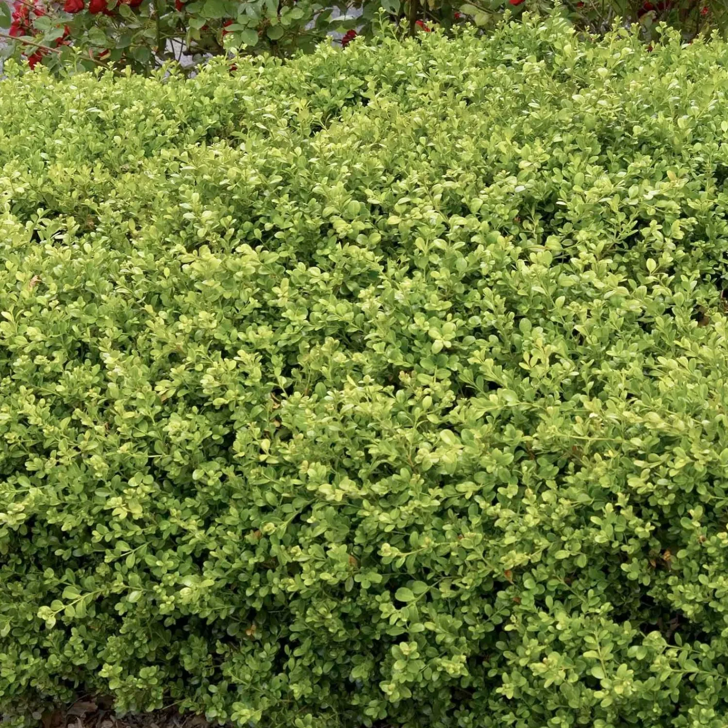 buxus_green_beauty__green_beauty_boxwood___gallon_0.webp Buxus 'Green Beauty' - Green Beauty Boxwood - 2 Gallon>Roger's Gardens Online