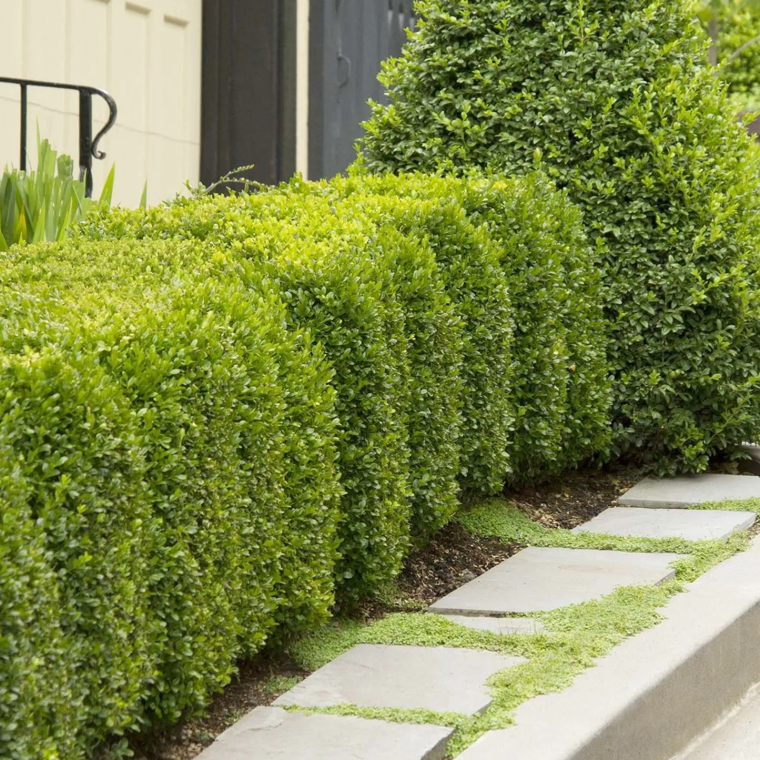 buxus_green_mountain__green_mountain_boxwood___gallon_0-3.webp Buxus 'Green Mountain' - Green Mountain Boxwood - 5 Gallon>Roger's Gardens Online