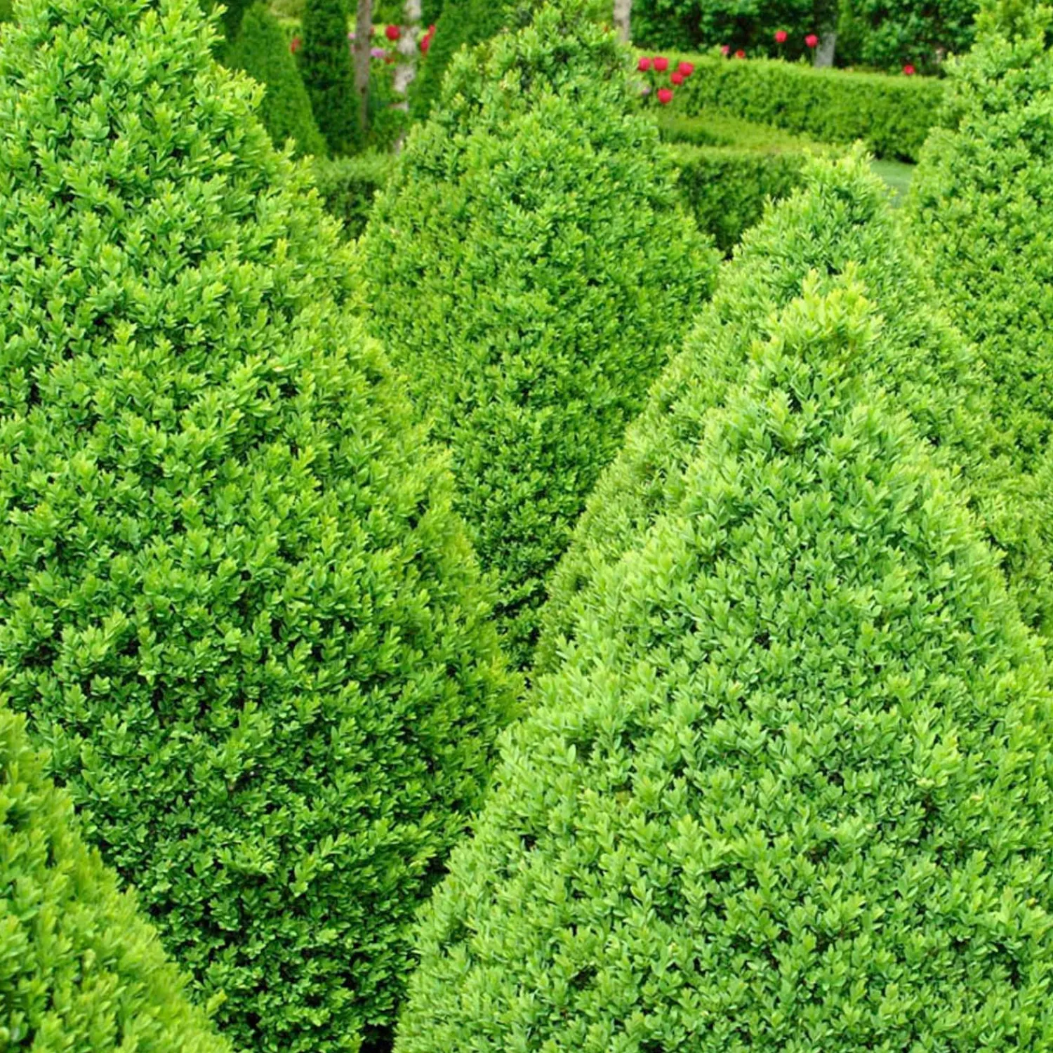 buxus_green_mountain__green_mountain_boxwood___gallon_0-4.webp Buxus 'Green Mountain' - Green Mountain Boxwood - 5 Gallon>Roger's Gardens New