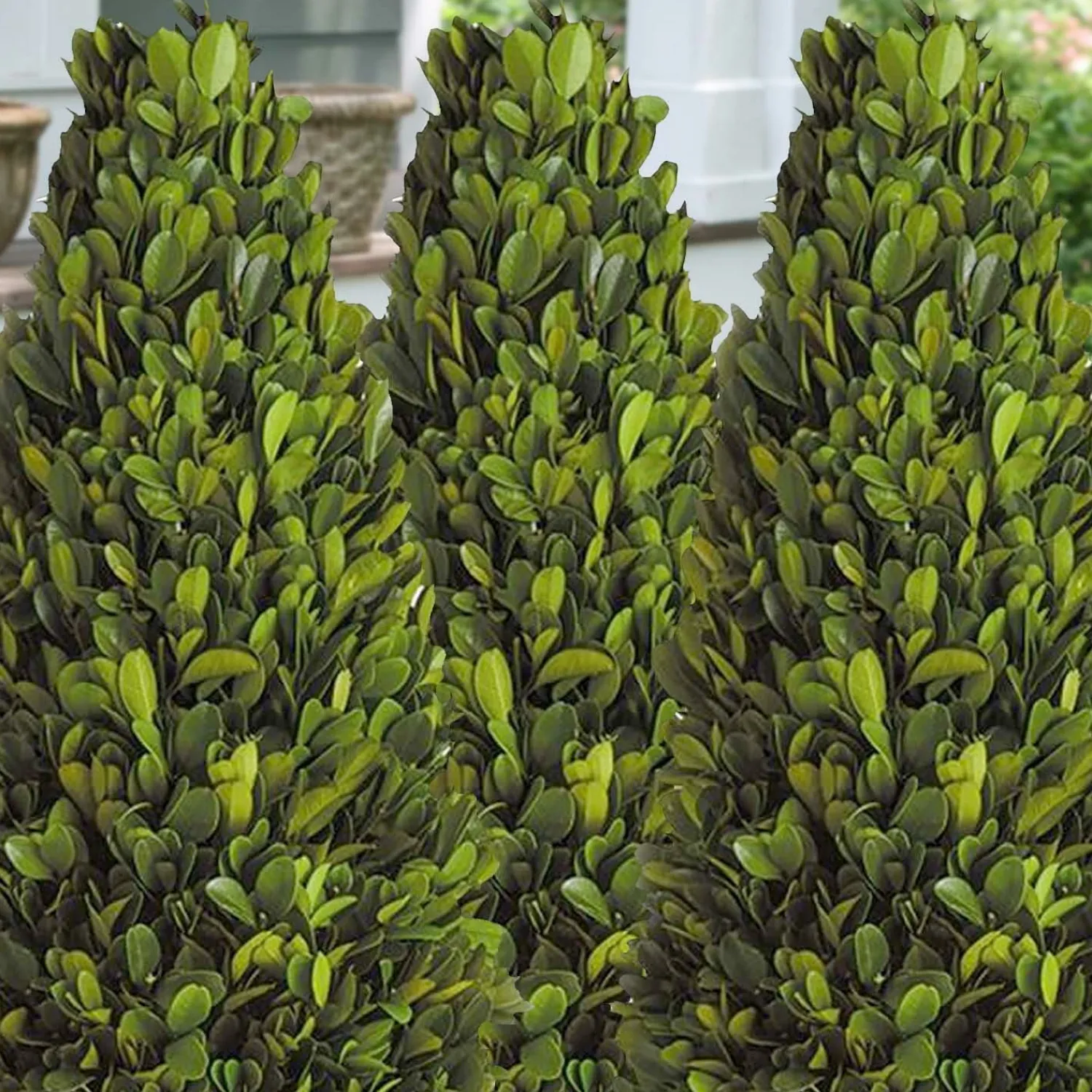 buxus_winter_gem__winter_gem_boxwood___gallon_0-4.webp Buxus 'Winter Gem' - Winter Gem Boxwood - 5 Gallon>Roger's Gardens Discount