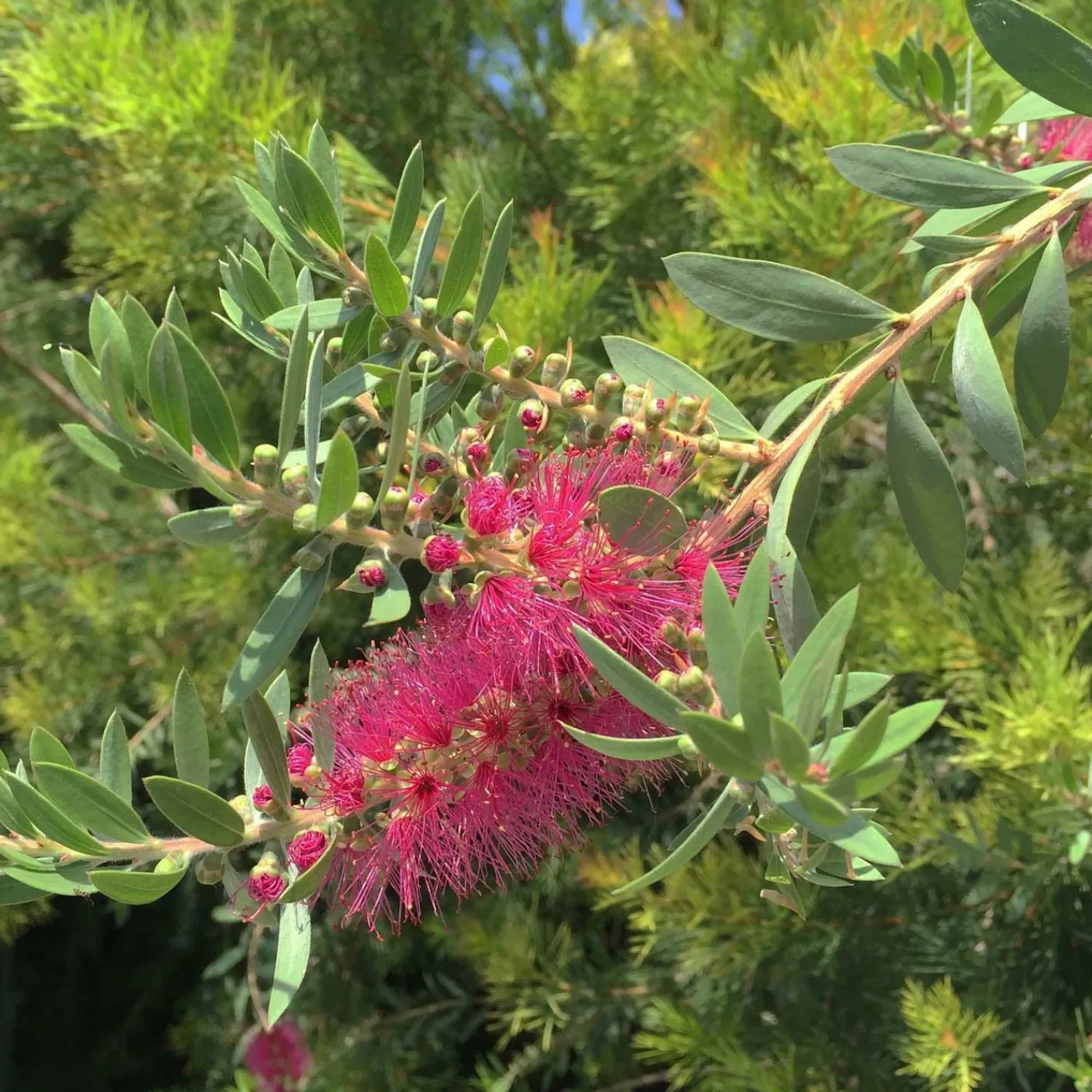callistemon_bottle_pop_neon_pk__bottle_pop_neon_pink_bottlebrush___gallon_0.webp Callistemon 'Bottle Pop Neon Pk'™ - Bottle Pop Neon Pink Bottlebrush - 5 Gallon>Roger's Gardens Fashion