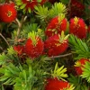 Callistemon 'Little John' - Little John Dwarf Bottlebrush - 1 Gallon>Roger's Gardens Shop