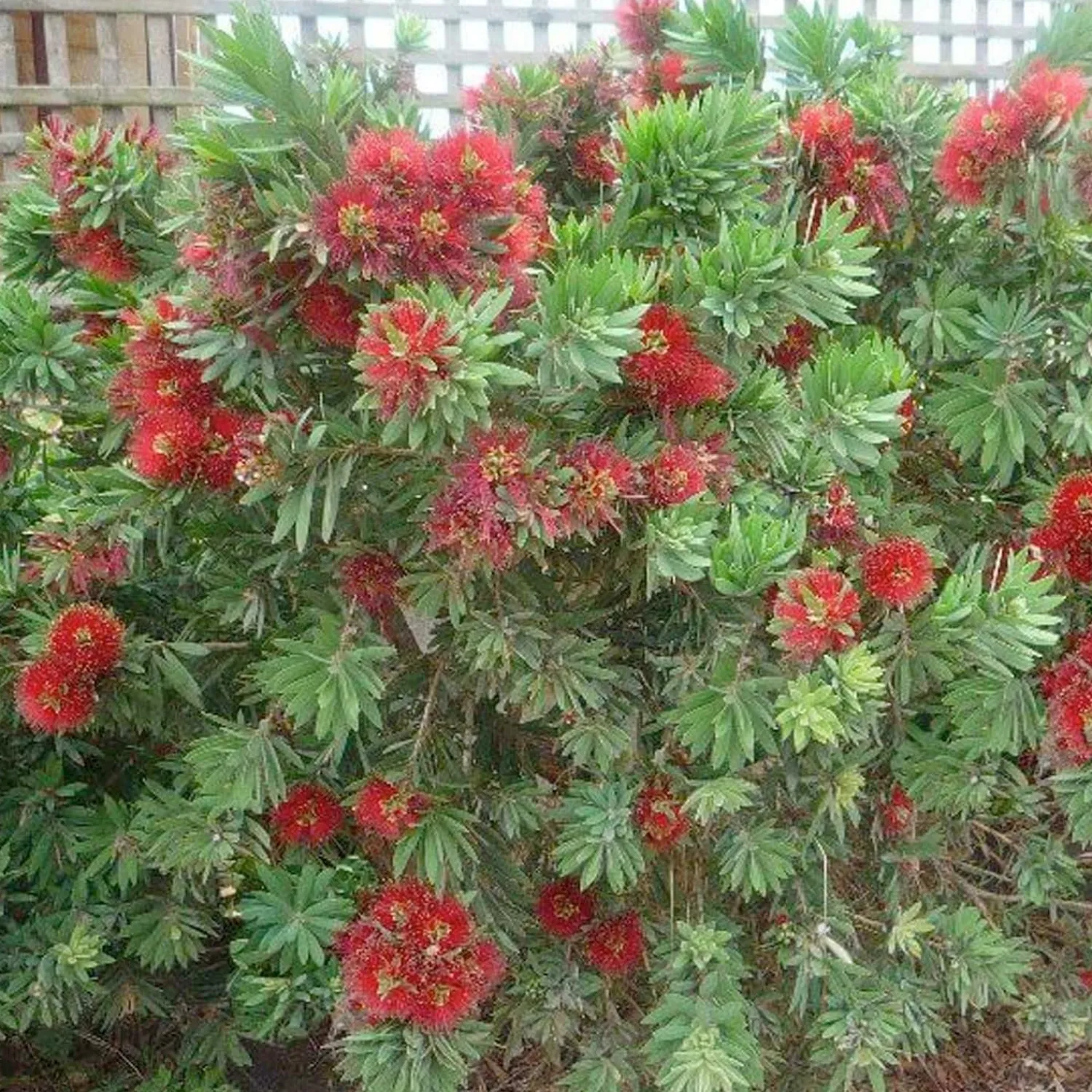 callistemon_little_john__little_john_dwarf_bottlebrush___gallon_0.webp Callistemon 'Little John' - Little John Dwarf Bottlebrush - 2 Gallon>Roger's Gardens New