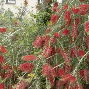 Callistemon Viminalis 'slim'™ - Slim Bottlebrush - 5 Gallon>Roger's Gardens Outlet
