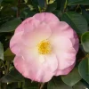 Camellia 'April Remembered'® - April Remembered Ice Angels Camellia - 5 Gallon>Roger's Gardens New