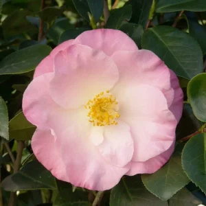 Camellia 'April Remembered'® - April Remembered Ice Angels Camellia - 5 Gallon>Roger's Gardens New