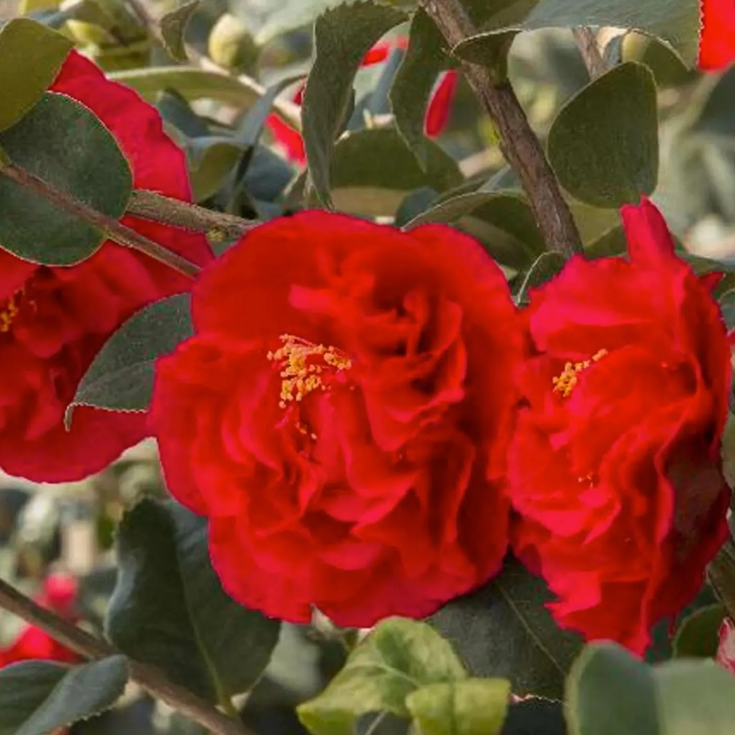 camellia_kramers_supreme__kramers_supreme_camellia___gallon_0.webp Camellia 'Kramer's Supreme' - Kramer's Supreme Camellia - 5 Gallon>Roger's Gardens Sale