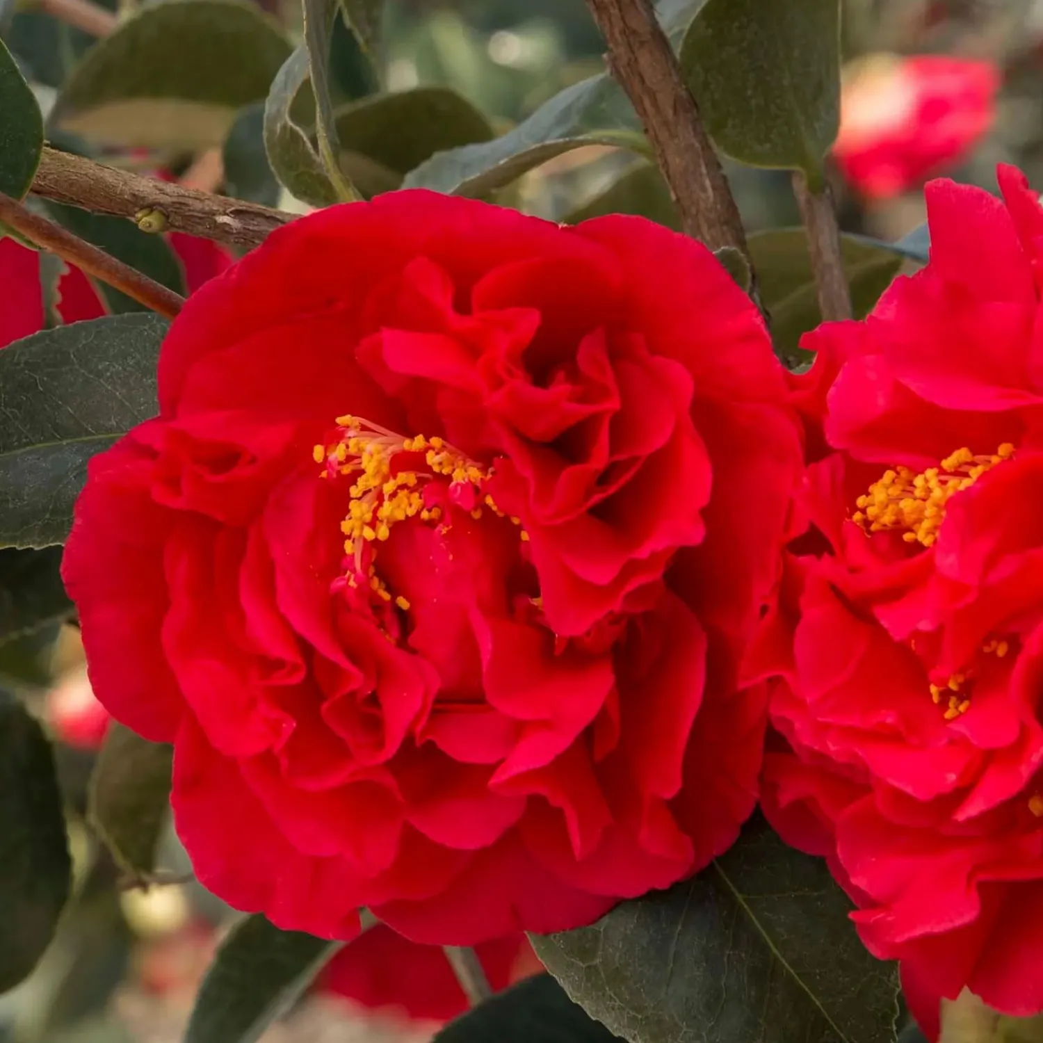 camellia_kramers_supreme__kramers_supreme_camellia_tree___gallon_0.webp Camellia 'Kramer's Supreme' - Kramer's Supreme Camellia Tree - 5 Gallon>Roger's Gardens Hot