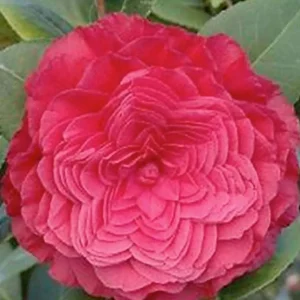 Camellia 'Nuccio's Bella Rosa' - Nuccio's Bella Rossa Camellia - 5 Gallon>Roger's Gardens Flash Sale