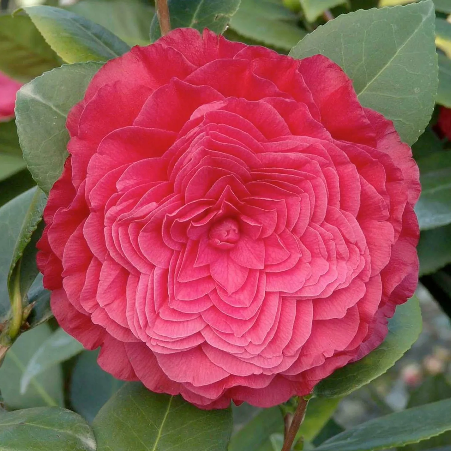 camellia_nuccios_bella_rossa__nuccios_bella_rossa_camellia___gallon_0.webp Camellia 'Nuccio's Bella Rossa - Nuccio's Bella Rossa Camellia - 2 Gallon>Roger's Gardens Best Sale