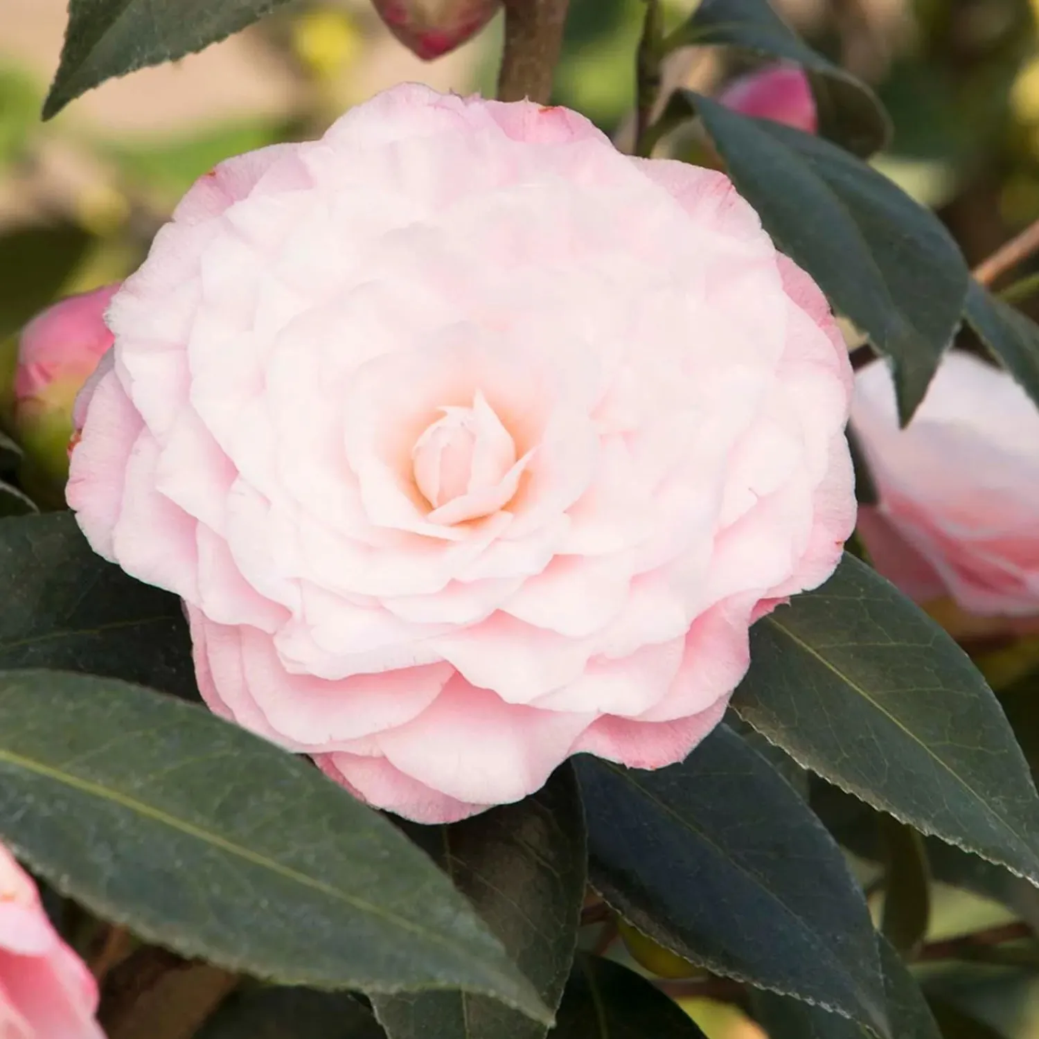 camellia_nuccios_pearl__nuccios_pearl_camellia___gallon_0-1.webp Camellia 'Nuccio's Pearl' - Nuccio's Pearl Camellia - 5 Gallon>Roger's Gardens Fashion