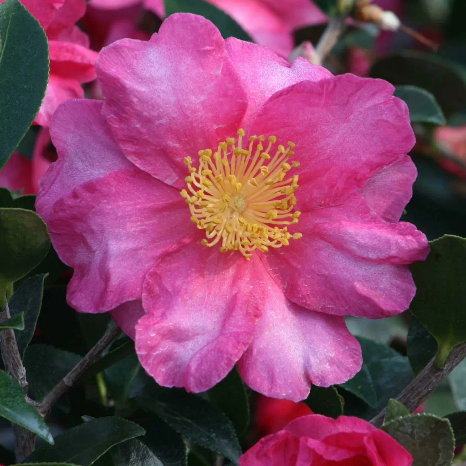camellia_shishi_gashira__shishi_gashira_camellia___gallon_0.webp Camellia 'shishi Gashira' - Shishi Gashira Camellia - 5 Gallon>Roger's Gardens Shop