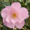 Camellia 'Taylor's Perfection' - Taylor's Perfection Camellia - 5 Gallon>Roger's Gardens Online