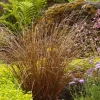 Carex Buchananii - Fox Red Curly Sedge - 1 Gallon>Roger's Gardens Sale