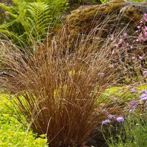 Carex Buchananii - Fox Red Curly Sedge - 1 Gallon>Roger's Gardens Sale