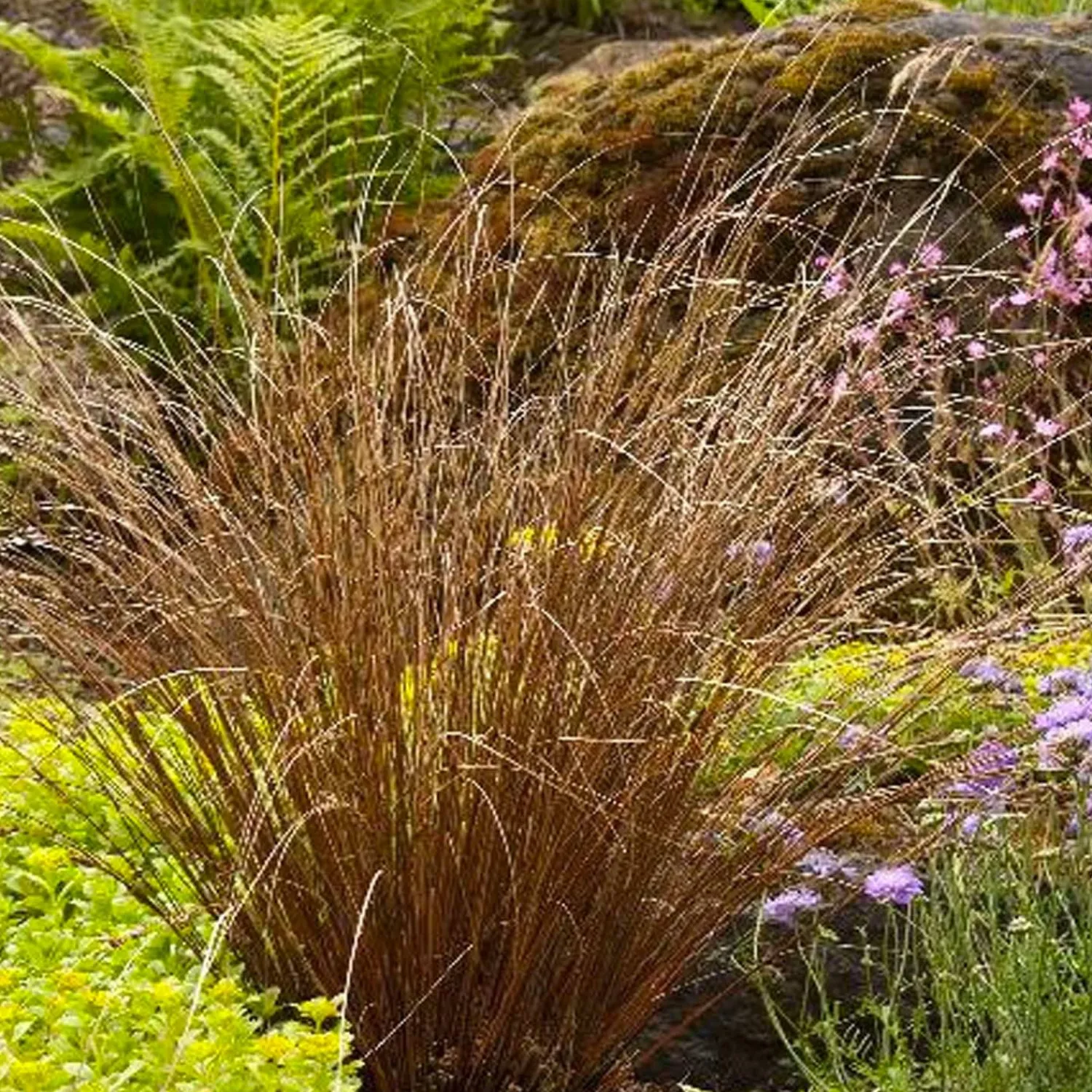 carex_buchananii__fox_red_curly_sedge___gallon_0.webp Carex Buchananii - Fox Red Curly Sedge - 1 Gallon>Roger's Gardens Sale