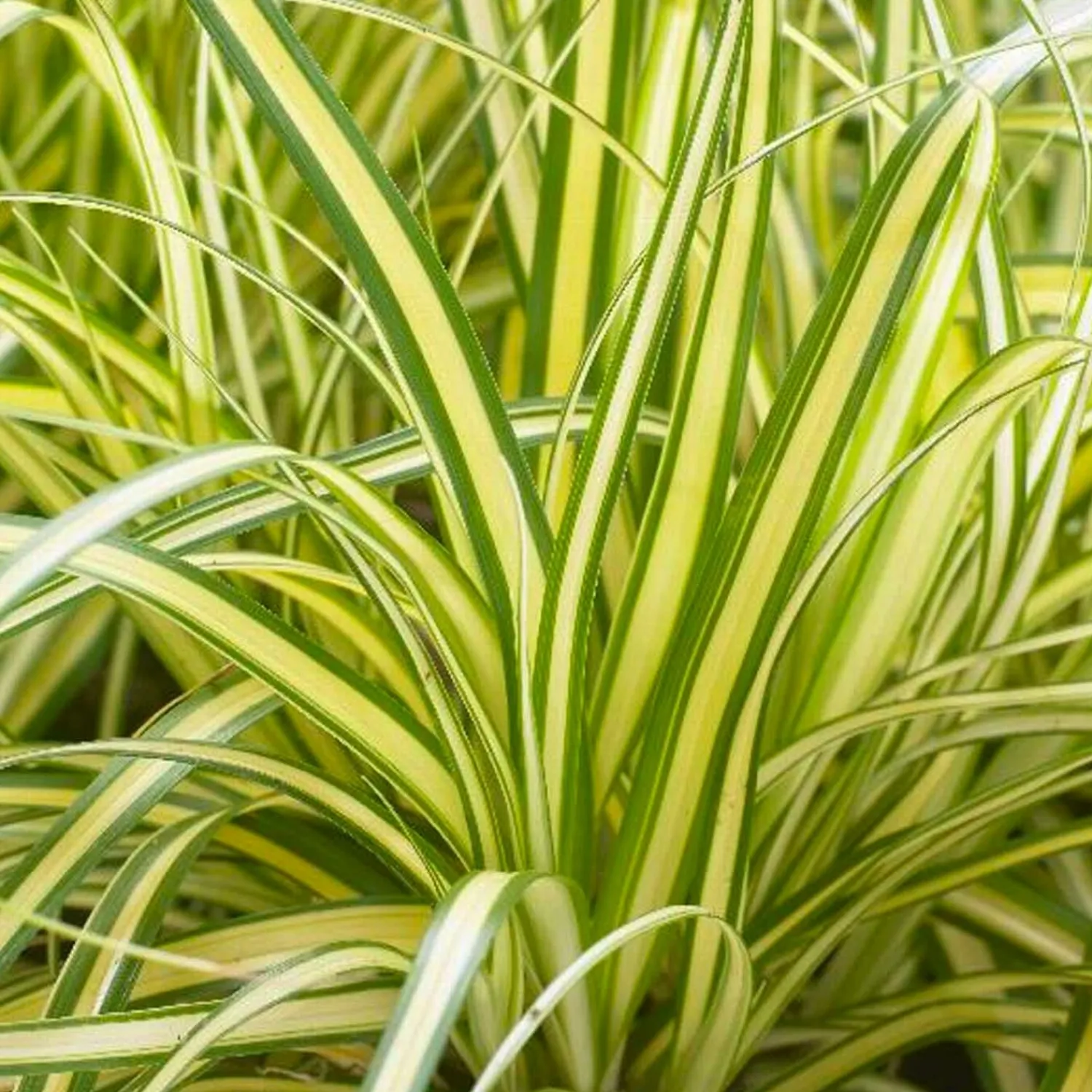 carex_everoro_pp__everoro_sedge___gallon_0.webp Carex 'Everoro'® Pp - Everoro Sedge - 1 Gallon>Roger's Gardens Best