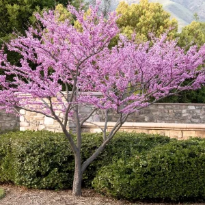 Cercis 'Forest Pansy' - Forest Pansy Redbud - 5 Gallon>Roger's Gardens Sale
