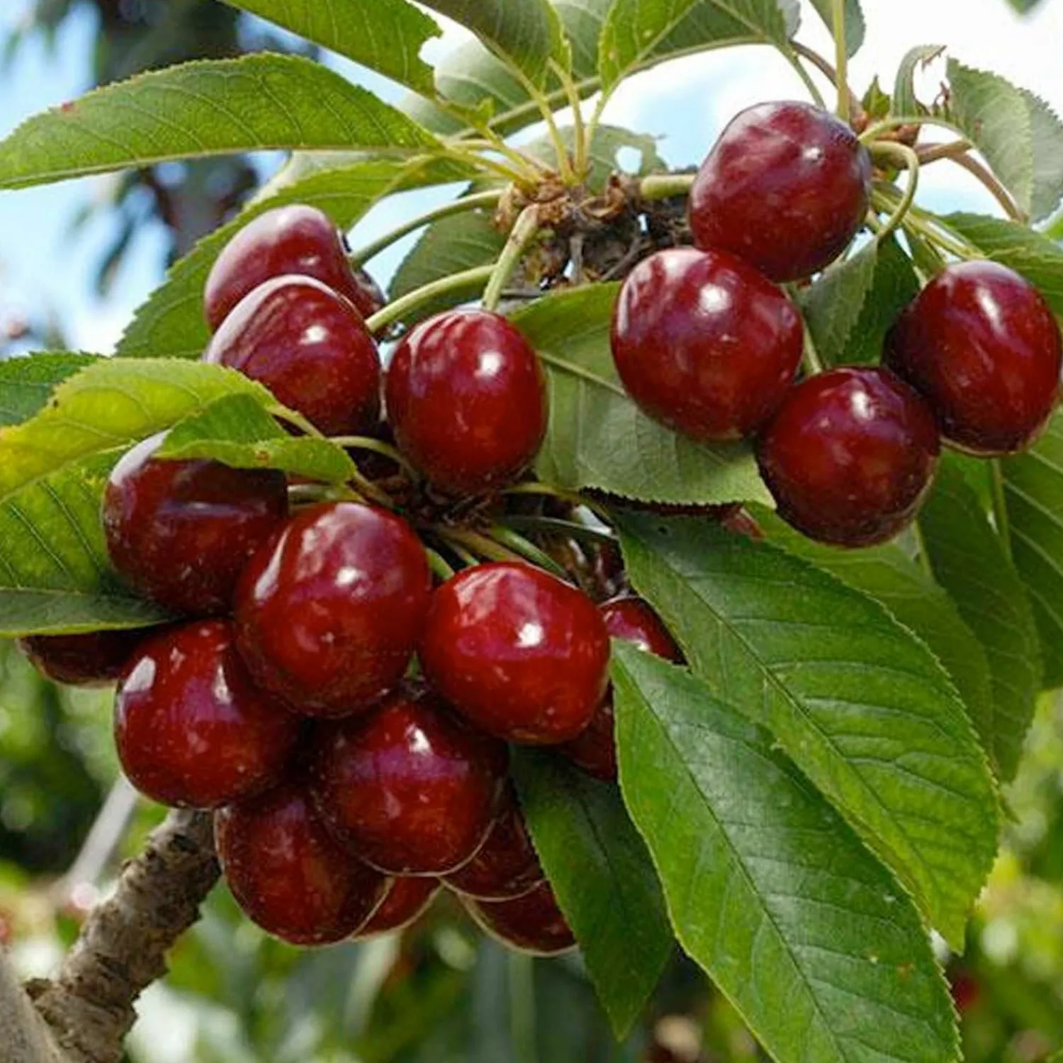 cherry_lapins__stdroot___gallon_0.webp Cherry 'Lapins' - Std.Root - #5 Gallon>Roger's Gardens Best