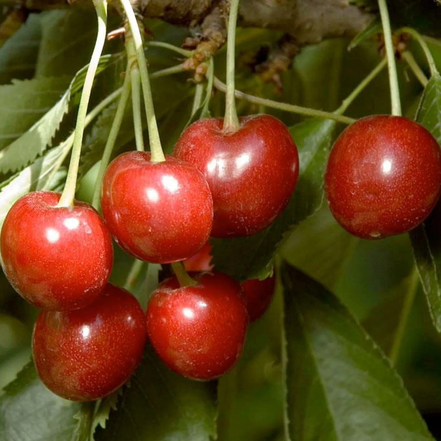 cherry_minnie_royal__semidwarf___gallon_0.webp Cherry 'Minnie Royal' - Semi-Dwarf - #5 Gallon>Roger's Gardens Flash Sale