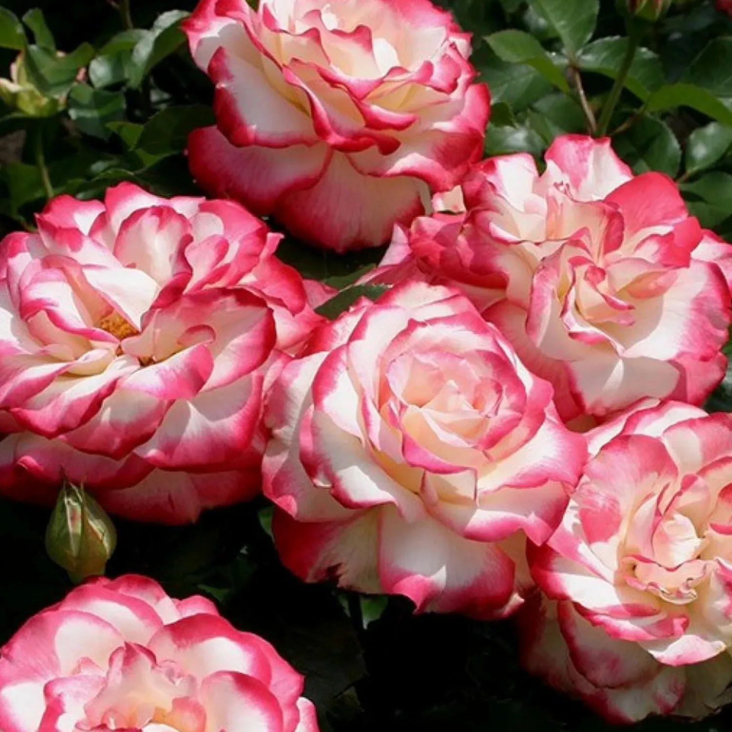 cherry_parfait___gallon_0.webp Cherry Parfait - 5 Gallon>Roger's Gardens Store
