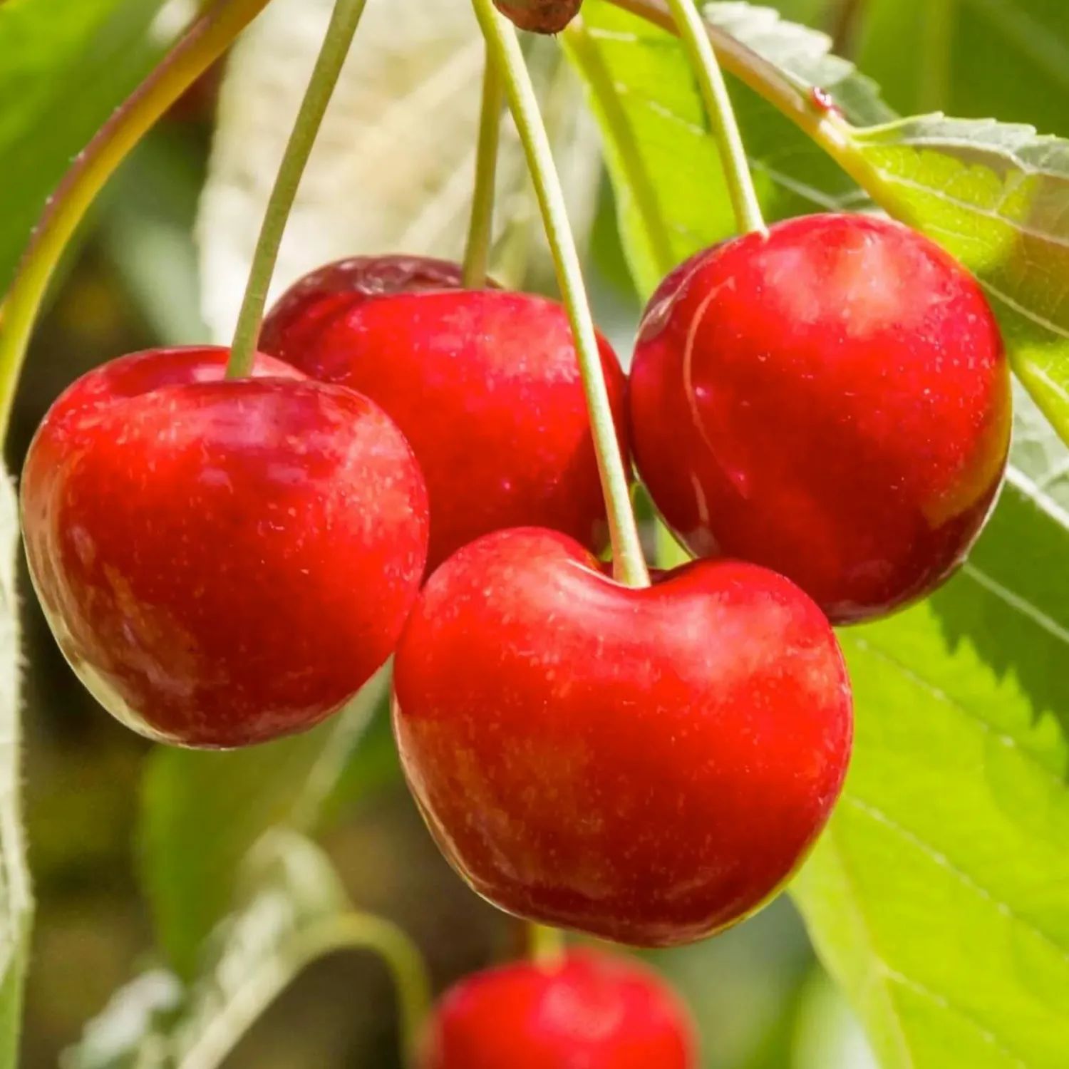 cherry_royal_lee__std_root___gallon_0.webp Cherry 'Royal Lee' - Std. Root - #15 Gallon>Roger's Gardens Cheap