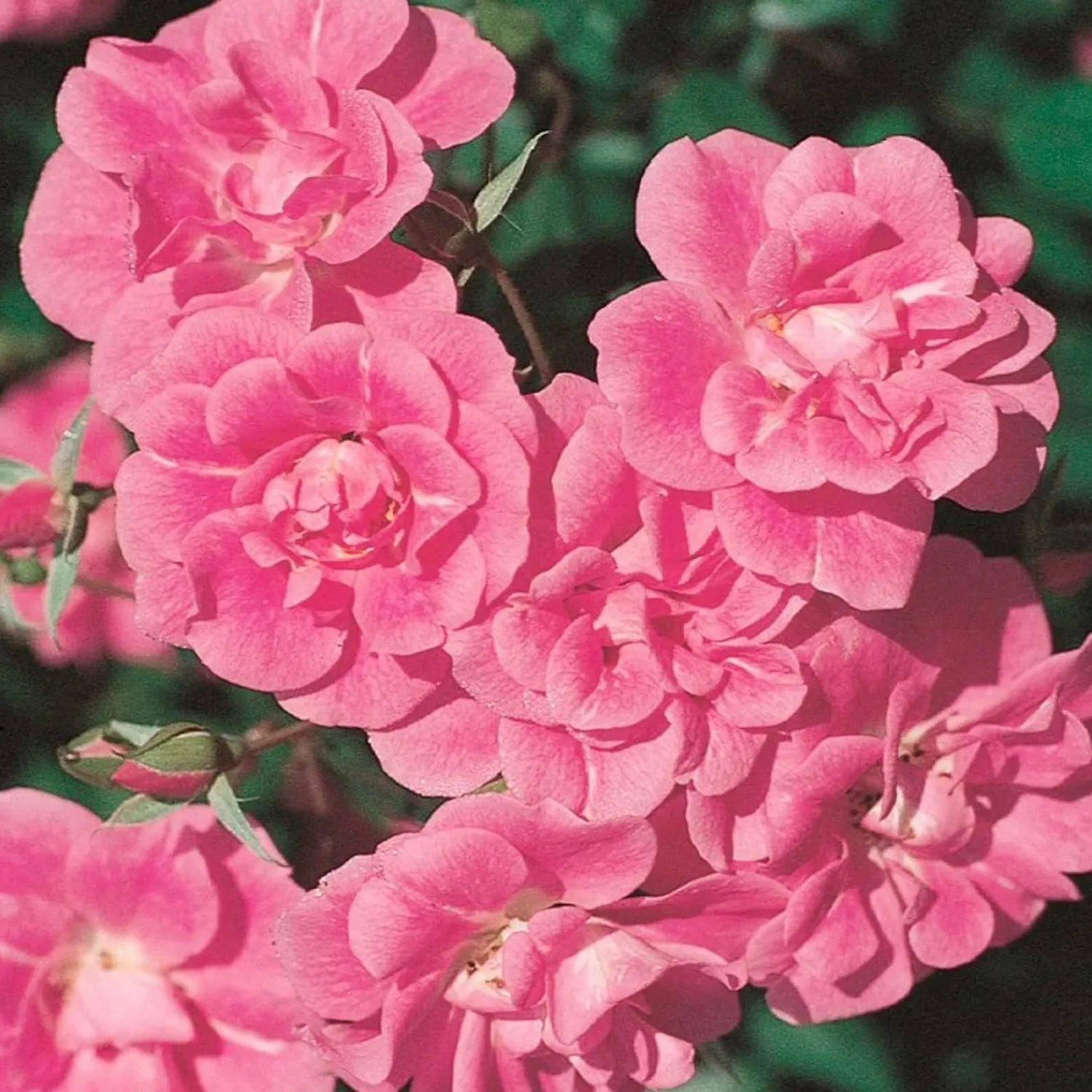 china_doll___tree___gallon_0.webp China Doll - 48" Tree - 5 Gallon>Roger's Gardens Fashion