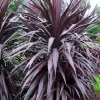 Cordyline 'Burgundy Spire' Pp - Burgundy Spire Dracaena Palm - 5 Gallon>Roger's Gardens Store