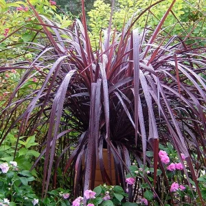 Cordyline 'Festival Grass'™ - Festival Burgundy Cordyline - 2 Gallon>Roger's Gardens New