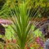 Cordyline Indivisa - Blue Dracaena Palm - 1 Gallon>Roger's Gardens Flash Sale