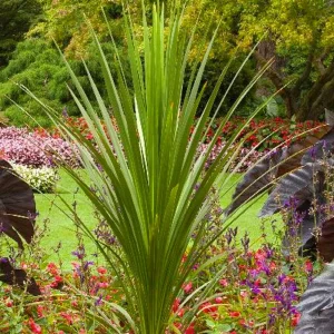 Cordyline Indivisa - Blue Dracaena Palm - 1 Gallon>Roger's Gardens Flash Sale