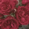 Crimson Sky - 5 Gallon>Roger's Gardens Online