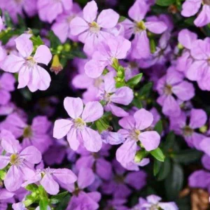 Cuphea 'Floriglory Sofia'>Roger's Gardens Best