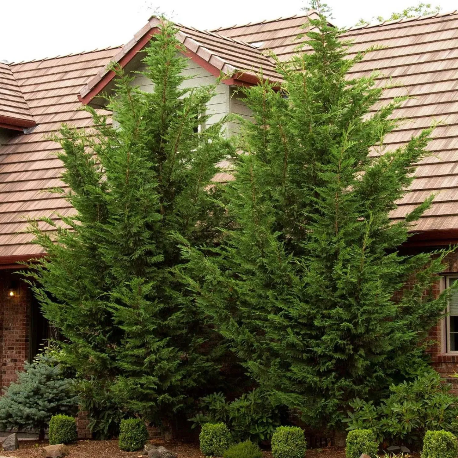 cupressocyparis_emerald_isle__emerald_isle_leyland_cypress___gallon_0.webp Cupressocyparis 'Emerald Isle'® - Emerald Isle Leyland Cypress - 5 Gallon>Roger's Gardens Outlet
