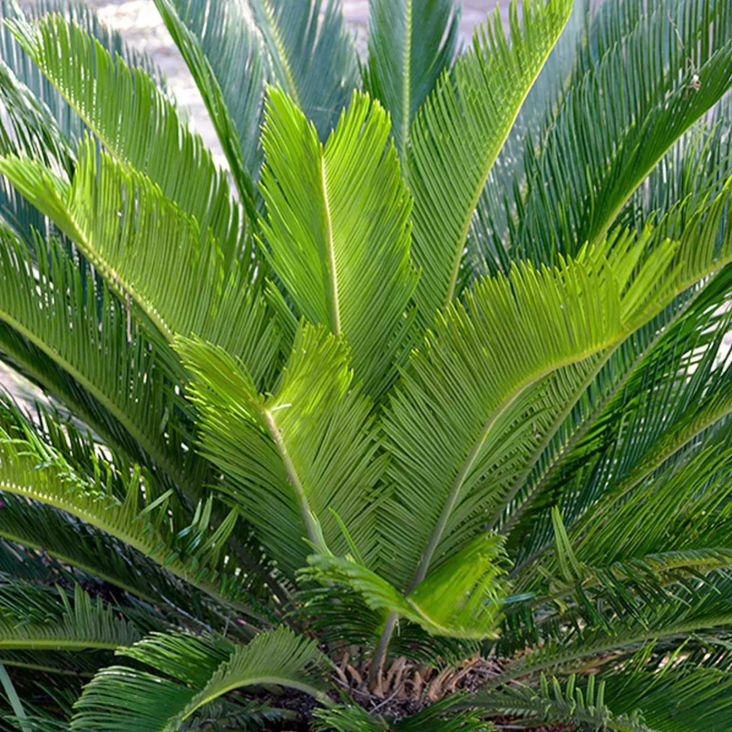 cycas_revoluta__sago_palm___gallon_0.webp Cycas Revoluta - Sago Palm - 1 Gallon>Roger's Gardens Hot