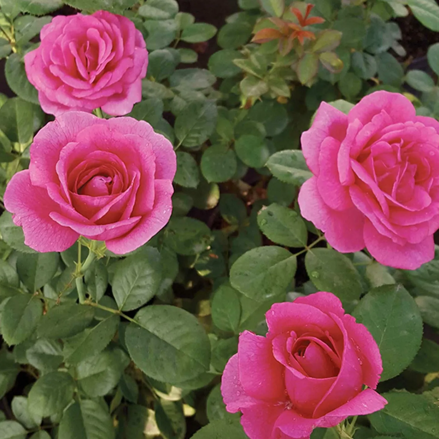 della_reese___gallon_0.webp Della Reese - 5 Gallon>Roger's Gardens Cheap