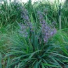 Dianella Caerulea 'Little Becca'™ Pp - Little Becca Flax Lily - 1 Gallon>Roger's Gardens Cheap