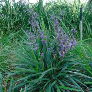 Dianella Caerulea 'Little Becca'™ Pp - Little Becca Flax Lily - 1 Gallon>Roger's Gardens Cheap
