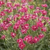Dianthus 'Delilah Plum Magenta'™ - Delilah Bicolor Magenta Dianthus - Petite - 5>Roger's Gardens Discount
