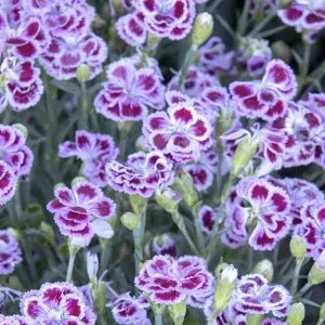 Dianthus 'Delilah Plum Purple'™ - Delilah Bicolor Purple Dianthus - Petite - 5 I>Roger's Gardens Flash Sale