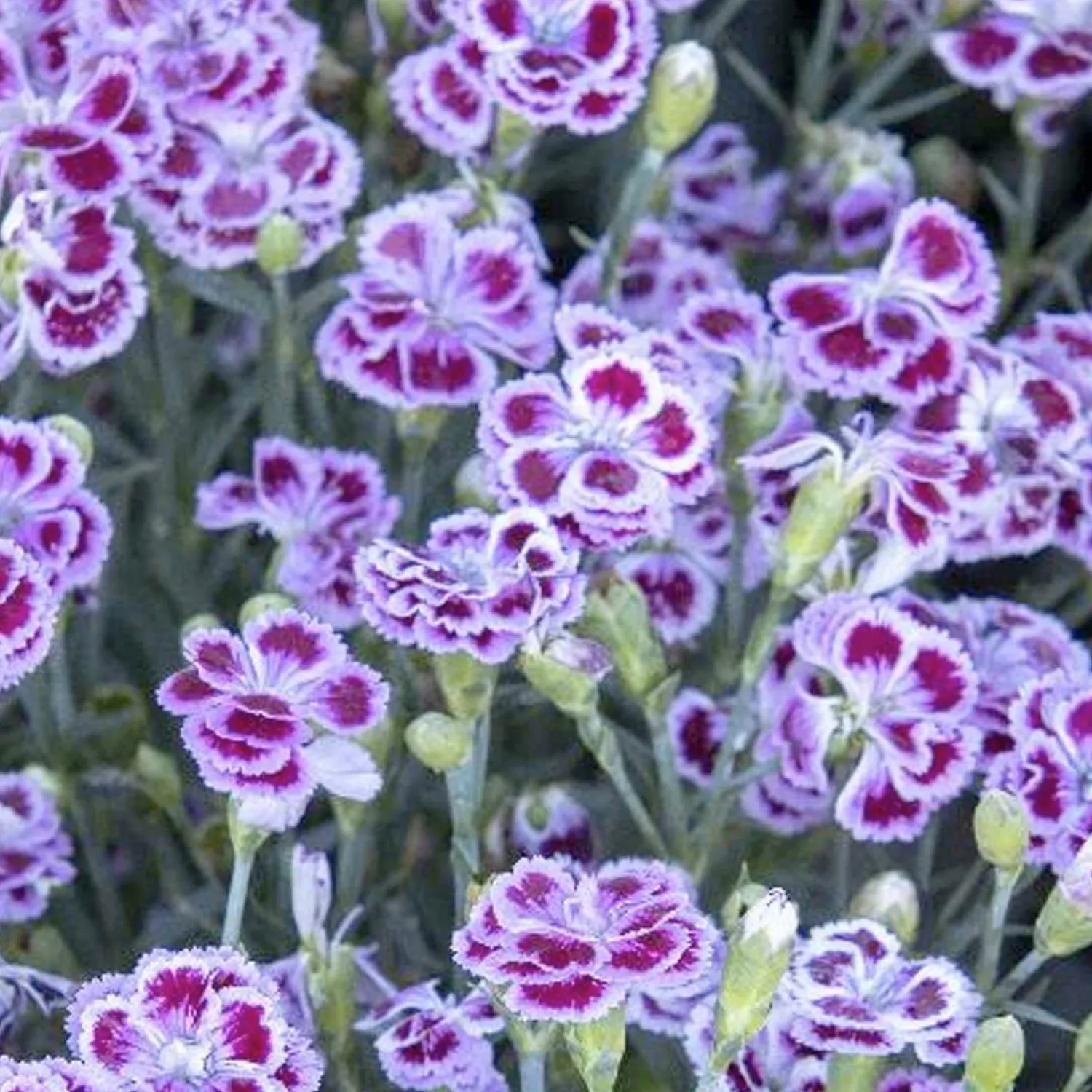 dianthus_delilah_plum_purple__delilah_bicolor_purple_dianthus__petite___i_0.webp Dianthus 'Delilah Plum Purple'™ - Delilah Bicolor Purple Dianthus - Petite - 5 I>Roger's Gardens Flash Sale