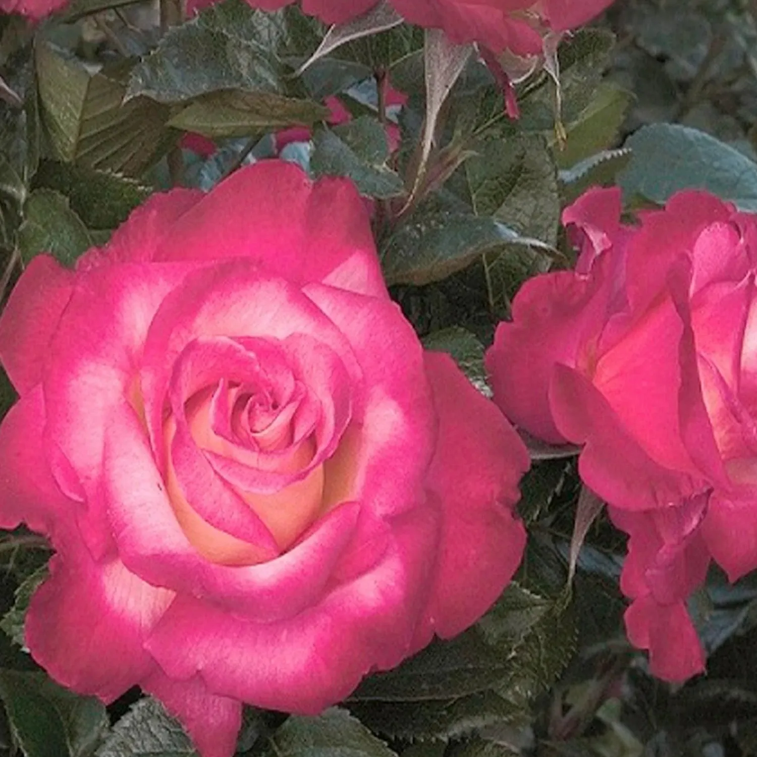 dick_clark___gallon_0.webp Dick Clark - 5 Gallon>Roger's Gardens Sale
