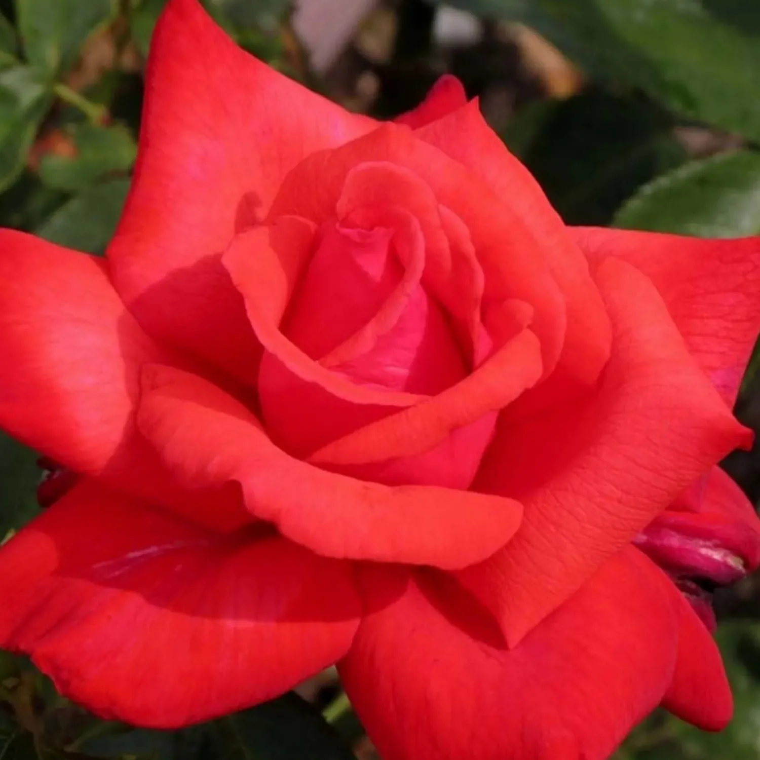 dolly_parton___gallon_0.webp Dolly Parton - 5 Gallon>Roger's Gardens Hot