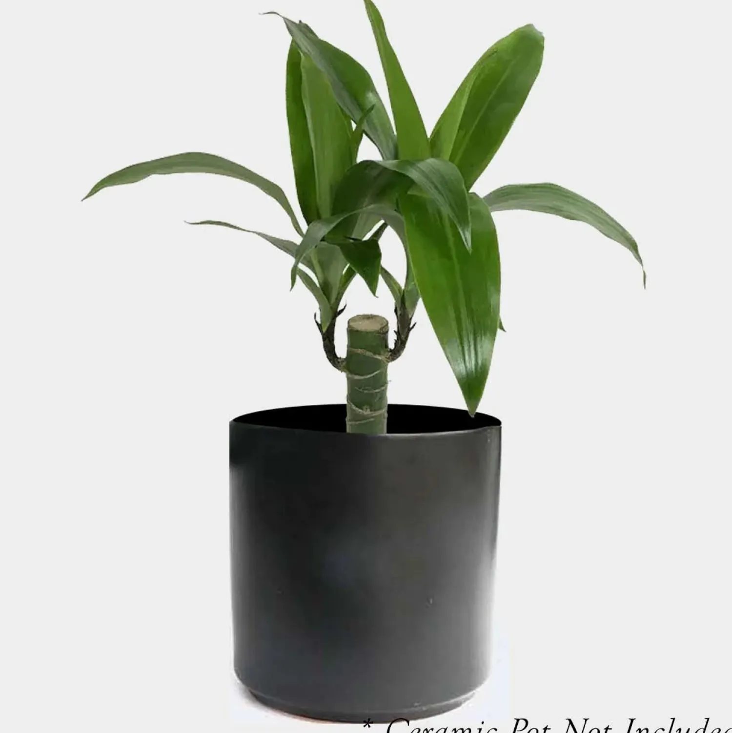 dracaena_elegance_lisa___pot_0.webp Dracaena 'Elegance Lisa' - 4" Pot>Roger's Gardens Flash Sale
