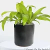 Dracaena 'Limelight' - 6" Pot>Roger's Gardens Discount