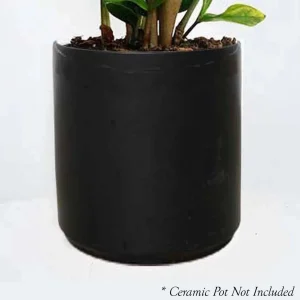 Dracaena Marginata - 8" Pot>Roger's Gardens Hot