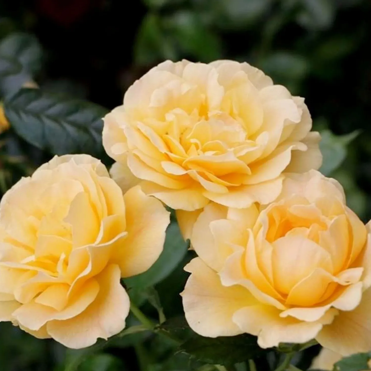 easy_going___gallon_0.webp Easy Going - 5 Gallon>Roger's Gardens Cheap