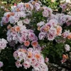 Easy On The Eyes - 5 Gallon>Roger's Gardens New