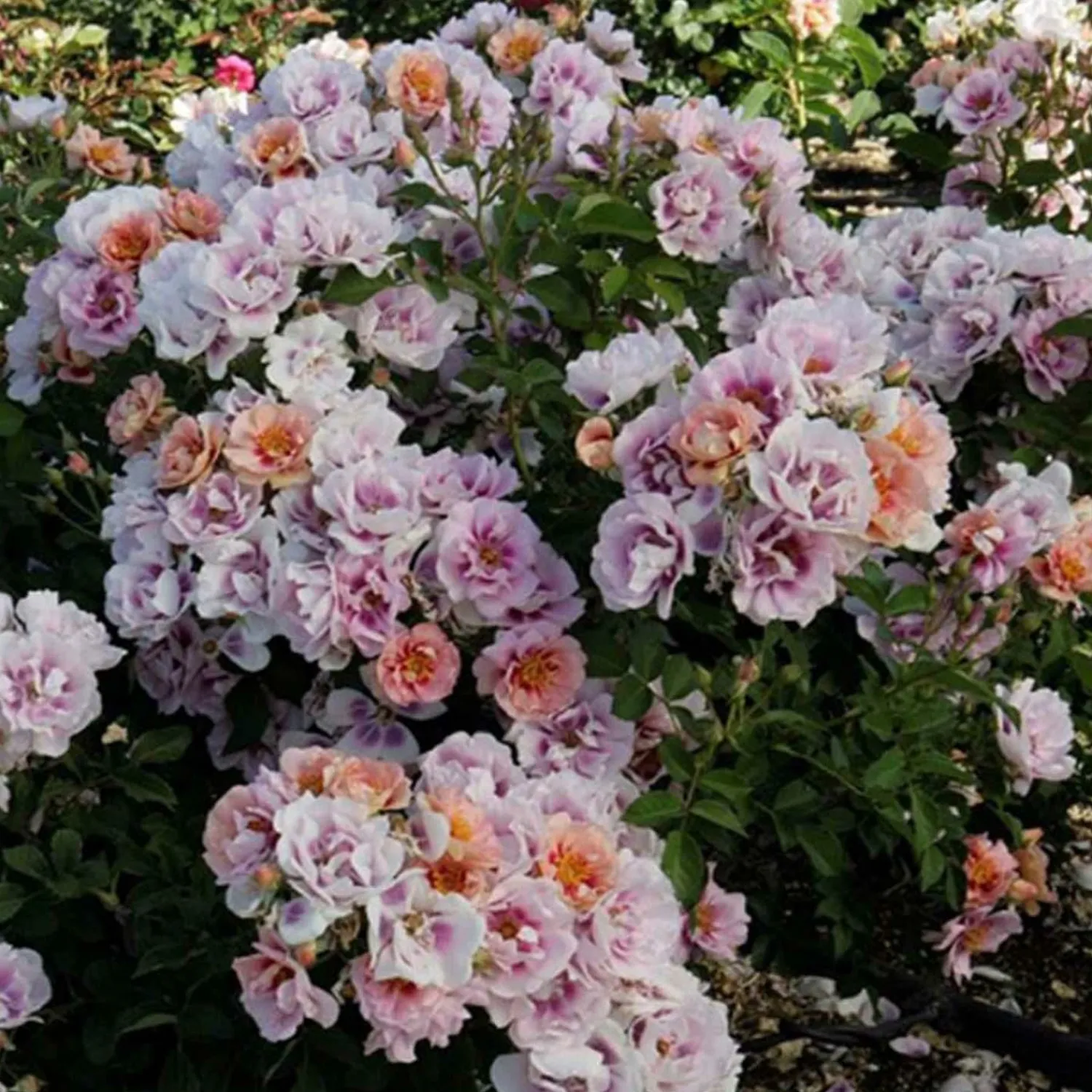 easy_on_the_eyes___gallon_0.webp Easy On The Eyes - 5 Gallon>Roger's Gardens New